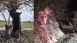 Albero bruciato in periferia, la rabbia esplode sui social: «Scemi, str**zi, schifosi»