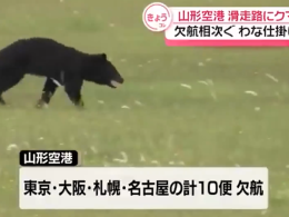 Giappone assediato: orso in aeroporto, tredici morti e polizia autorizzata a sparare