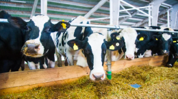 Rubate 32 vacche in 30 minuti, svuotata una stalla a Borgo d’Ale