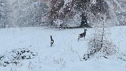 Nevicata di metà novembre: il Piemonte si risveglia imbiancato