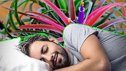 Dormire meglio grazie alle piante: perché la natura in camera da letto può diventare una vera alleata del sonno