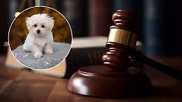 Torino, furto al negozio di animali: arrestati in flagranza, i due negano tutto in aula