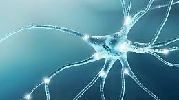 La proteina che “accende” il cervello: scoperto l’interruttore nascosto che decide la nascita dei neuroni