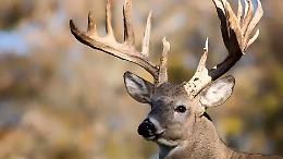 Cervo ucciso e trasportato in auto sulla Statale 33: automobilisti filmano tutto, bracconiere multato