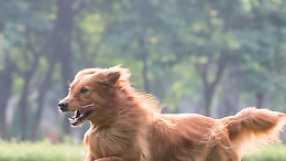 Cedimento del cancello dell'area cani a Borgaro: la minoranza chiede chiarezza sulla manutenzione