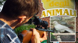 E' morto Igor. La cornacchia albina mascotte dell'Oasi degli Animali è stata uccisa dai cacciatori