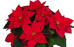 Natale di solidarietà: i prodotti AIL nelle piazze del Canavese e delle Valli di Lanzo