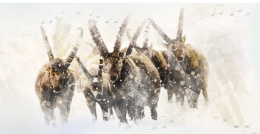 Gran Paradiso: 103 anni di natura, ricerca e memoria. Grande festa a Torino