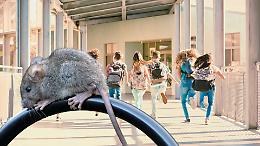 Topi alla Leopardi, scuola chiusa da un mese: duecento bambini sfrattati