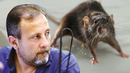 Settimo capitale mondiale dei topi: in consiglio va in scena il grande scaricabarile