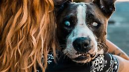 Neonata morta ad Acerra, l’autopsia cambia tutto: esclusa la frattura del collo. Fatale la "stretta" del pitbull