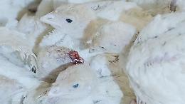 Tacchini tra ammoniaca e ferite: così finiscono sulle nostre tavole le “carni festive” del gigante BRF