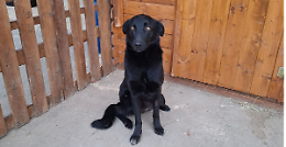 Abbandonato e ferito, Zorro rinasce tra le mani di chi non ha voltato lo sguardo