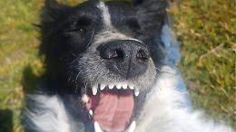 Briga, cagnolina investita e scomparsa a Volpiano. E' stata ritrovata in serata a San Benigno Canavese