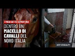 Macello equino sotto accusa a Correggio: le immagini di Animal Equality riaprono il dibattito sulla carne di cavallo in Italia