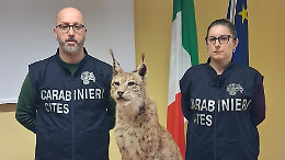 I Carabinieri Cites di Torino sequestrano una lince imbalsamata senza documentazione