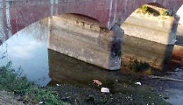 Triste scoperta a Verolengo: un cane trovato morto sotto il ponte del Canale Cavour 