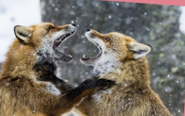 Caluso accoglie Simone Gaetano: tre giorni dedicati alla fotografia tra tradizioni, natura selvaggia e sguardi sulle Alpi