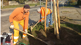 San Mauro pianta nuovi alberi, tra buone intenzioni e una manutenzione incerta