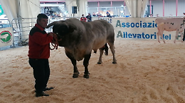Carmagnola celebra le sue eccellenze: bovini di razza Piemontese, Giora e Porro Lungo Dolce