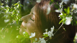 Venaria Reale vince 1,26 milioni di euro: maxi progetto di forestazione urbana per una città più verde