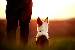 È morto in casa e nessuno se n’è accorto. Il cane ha vegliato il suo corpo fino a morire anche lui