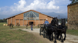 Sfratto alla Mandria: cacciati cavalli e asini da Cascina Rubianetta