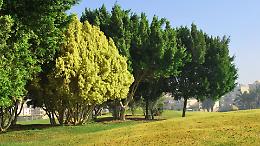 Arriva la Carta arborea: Torino cambia metodo nella cura del verde