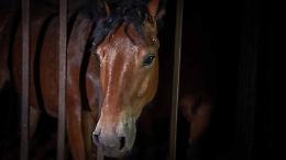 Dagli abusi sugli animali all&rsquo;aggressione ai politici: il macello che mette in imbarazzo la Regione (FOTO e VIDEO)