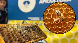 Api a scuola, soldi veri: la Regione investe 100 mila euro per educare (davvero) all&rsquo;ambiente