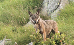 Altro che &ldquo;attenti al lupo&rdquo;: &egrave; l&rsquo;uomo il vero pericolo per la biodiversit&agrave; europea