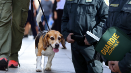 A spasso con Fido. Ecco quando le guardie zoofile possono davvero fermarti. Il caso di Chivasso apre il dibattito