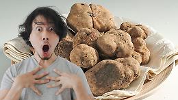 L&rsquo;oro bianco del Piemonte non &egrave; solo mercato: sotto terra si gioca la partita decisiva del tartufo