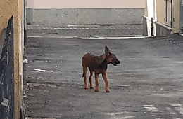 Caluso sotto assedio: cani aggressivi liberi in strada, cittadini terrorizzati