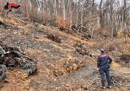 Incendio nato da una pulizia del terreno ha devastato dieci ettari di bosco: individuato un presunto responsabile nel torinese