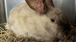 Coniglio abbandonato e gravemente malato trovato per strada a Rondissone