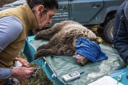 Nina torna libera nei boschi: il delicato ritorno in natura dell&rsquo;orsa simbolo del Parco