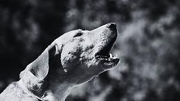 Accoltella la vicina perch&eacute; il cane abbaia, condannato a 4 anni e mezzo di carcere