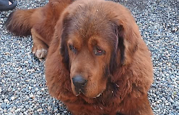 Aron scomparso da due giorni tra Cigliano e Tronzano: l&rsquo;appello disperato dei proprietari per ritrovare il mastino tibetano