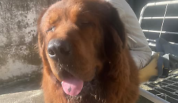 Aron, il mastino tibetano scomparso da giorni e ora segnalato a Chivasso: una fuga lunga chilometri tra appelli, avvistamenti e ricerche disperate