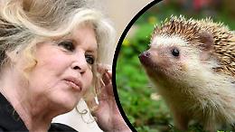 Quando Brigitte Bardot scelse i ricci di Cuneo, l&rsquo;ultimo gesto di un animalismo concreto