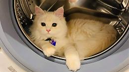 &ldquo;Ho visto una coda nell&rsquo;obl&ograve;&rdquo;: gatto finisce nella lavatrice durante la Vigilia. Salvato dopo una notte critica