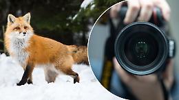 La natura continua a parlare: prosegue a San Mauro la mostra sulla fotografia naturalistica