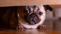Quintali di botti sequestrati e un cane morto di spavento, l'amaro bilancio della vigilia di Capodanno