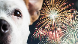 Capodanno senza botti a Leini: il divieto fa discutere, i cittadini chiedono pi&ugrave; controlli