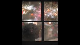 Capodanno di morte per gli animali, gli artisti rompono il silenzio contro i botti che uccidono (VIDEO)