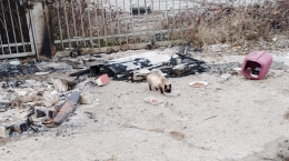 Rogo di Capodanno, distrutta una colonia felina a Nichelino. Dieci i gatti dispersi