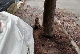A Capodanno hanno dato fuoco al gattile e mancano all'appello una decina di gatti...