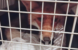 Volpe ferita entra nel negozio: salvata dai vigili del fuoco