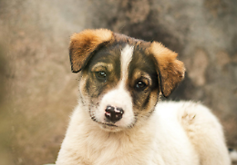 Un cucciolo di pochi mesi &ldquo;a guardia dell&rsquo;orto&rdquo; che piange tutta la notte